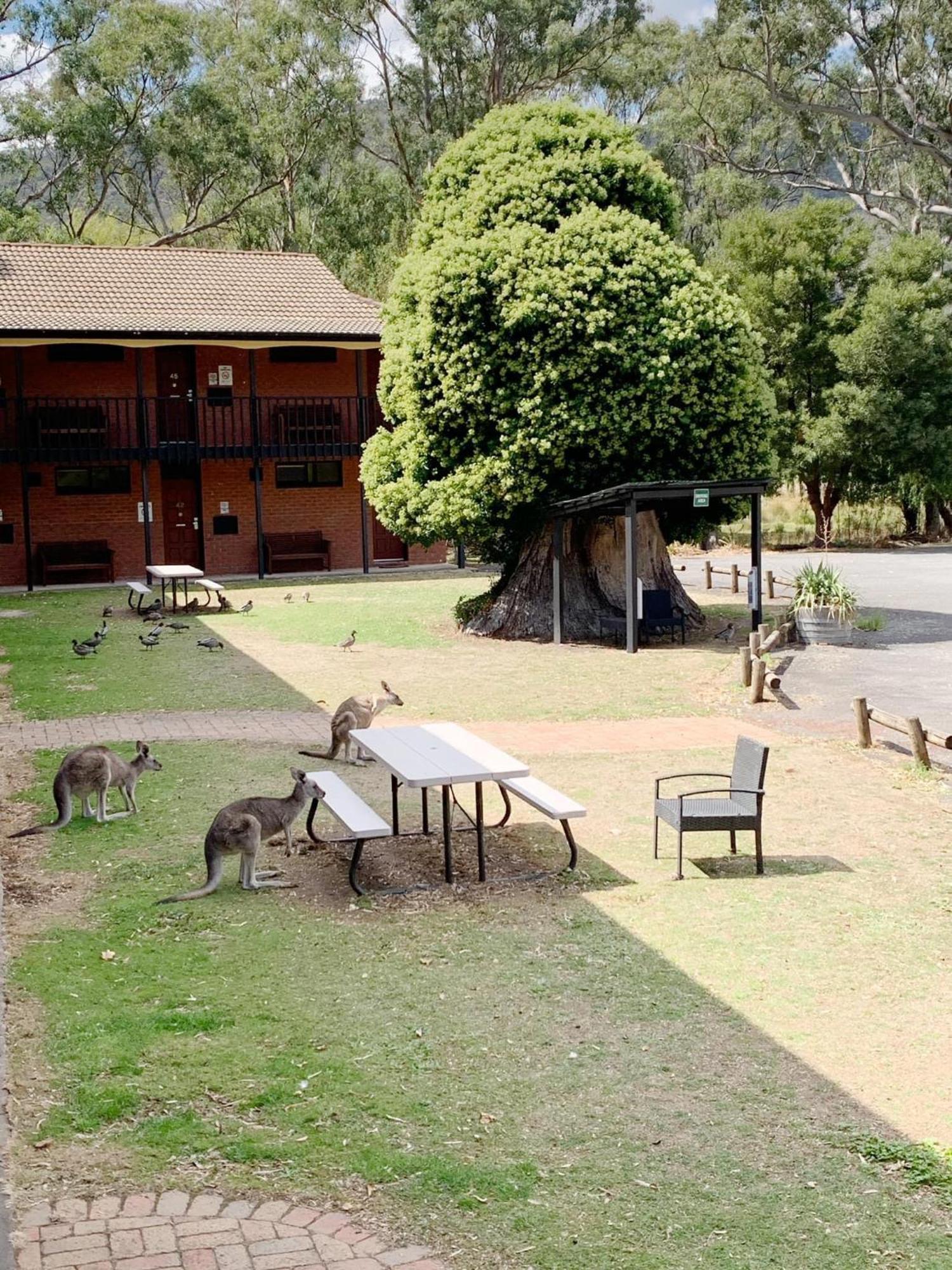 Golden Chain Country Plaza Motel Halls Gap Bagian luar foto